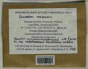 Leucodon coreensis Cardot, Bryophytes, Bryophytes - Russian Far East (excl. Chukotka & Kamchatka) (B20) (Russia)
