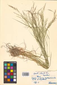 Agrostis clavata Trin., Siberia, Russian Far East (S6) (Russia)