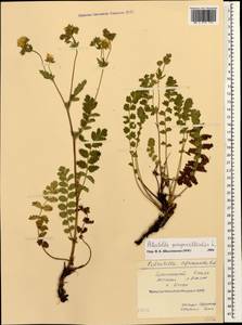 Potentilla pimpinelloides L., Caucasus, Stavropol Krai, Karachay-Cherkessia & Kabardino-Balkaria (K1b) (Russia)
