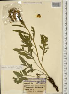 Centaurea spectabilis (Fisch. & C. A. Mey.) Sch. Bip., Caucasus, Armenia (K5) (Armenia)