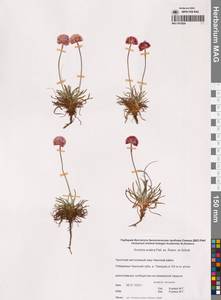 Armeria maritima subsp. sibirica (Turcz. ex Boiss.) Nyman, Siberia, Chukotka & Kamchatka (S7) (Russia)
