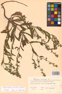 Lycopsis arvensis subsp. orientalis (L.) Kusn., Eastern Europe, North Ukrainian region (E11) (Ukraine)