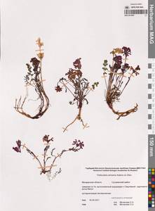 Pedicularis amoena Adams ex Steven, Siberia, Chukotka & Kamchatka (S7) (Russia)