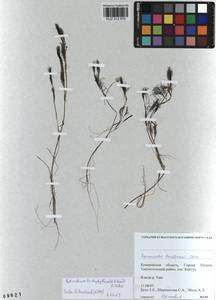 Ranunculus trichophyllus Chaix, Siberia, Altai & Sayany Mountains (S2) (Russia)