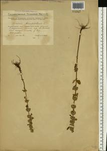 Chaiturus marrubiastrum (L.) Ehrh. ex Rchb., Eastern Europe, Eastern region (E10) (Russia)