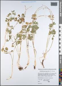 Callianthemum isopyroides (DC.) Witasek, Siberia, Yakutia (S5) (Russia)