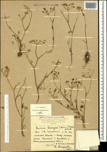 Bunium microcarpum (Boiss.) Freyn & Sint. ex Freyn, Caucasus, Armenia (K5) (Armenia)