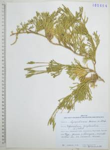 Diphasiastrum complanatum (L.) Holub, Siberia, Russian Far East (S6) (Russia)