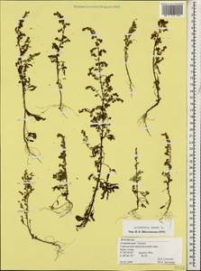 Artemisia annua L., Caucasus, Azerbaijan (K6) (Azerbaijan)