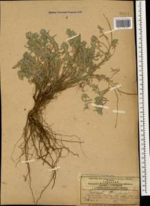Teucrium polium L., Caucasus, Armenia (K5) (Armenia)