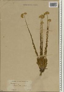 Helichrysum, South Asia, South Asia (Asia outside ex-Soviet states and Mongolia) (ASIA) (Turkey)