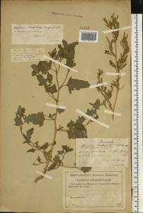 Atriplex tatarica L., Eastern Europe, Lower Volga region (E9) (Russia)