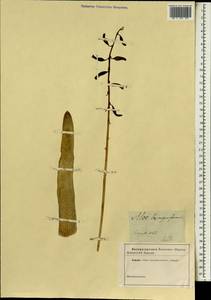 Aloe plicatilis (L.) Burm.f., Africa (AFR) (Not classified)