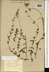 Helianthemum ovatum (Viv.) Dunal, Caucasus, Black Sea Shore (from Novorossiysk to Adler) (K3) (Russia)