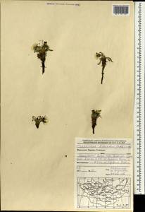 Taraxacum dissectum (Ledeb.) Ledeb., Mongolia (MONG) (Mongolia)