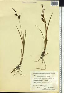 Carex jacutica V.I.Krecz., Siberia, Yakutia (S5) (Russia)