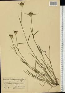 Dianthus capitatus subsp. andrzejowskianus Zapal., Eastern Europe, Lower Volga region (E9) (Russia)