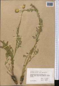 Rhaponticoides ruthenica (Lam.) M. V. Agab. & Greuter, Middle Asia, Pamir & Pamiro-Alai (M2) (Tajikistan)