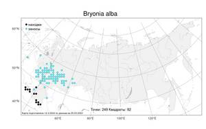 Bryonia alba L., Atlas of the Russian Flora (FLORUS) (Russia)