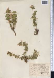 Lagochilus diacanthophyllus (Pall.) Benth., Middle Asia, Dzungarian Alatau & Tarbagatai (M5) (Kazakhstan)