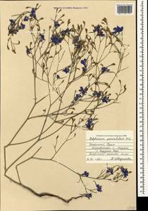 Delphinium consolida subsp. paniculatum (Host) N. Busch, Crimea (KRYM) (Russia)