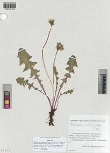 Taraxacum officinale Weber ex Wiggins, Siberia, Altai & Sayany Mountains (S2) (Russia)