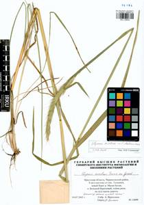 Elymus dahuricus Griseb., Siberia, Baikal & Transbaikal region (S4) (Russia)