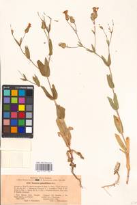 Gypsophila vaccaria (L.) Sm., Eastern Europe, Moscow region (E4a) (Russia)