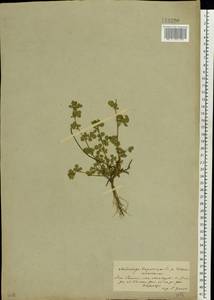 Medicago lupulina L., Eastern Europe, South Ukrainian region (E12) (Ukraine)