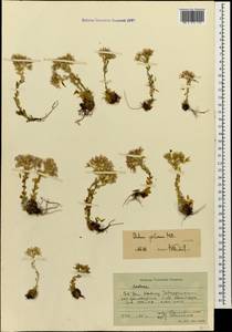 Prometheum pilosum (M. Bieb.) H. Ohba, Caucasus, Stavropol Krai, Karachay-Cherkessia & Kabardino-Balkaria (K1b) (Russia)
