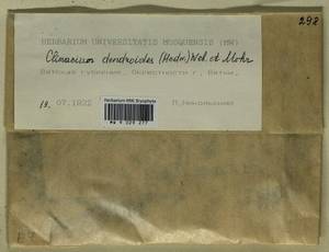 Climacium dendroides (Hedw.) F. Weber & D. Mohr, Bryophytes, Bryophytes - Permsky Krai, Udmurt Republic, Sverdlovsk & Kirov Oblasts (B8) (Russia)