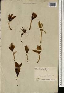 Colchicum, South Asia, South Asia (Asia outside ex-Soviet states and Mongolia) (ASIA) (Turkey)