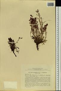 Rumex graminifolius Georgi ex Lamb., Siberia, Chukotka & Kamchatka (S7) (Russia)