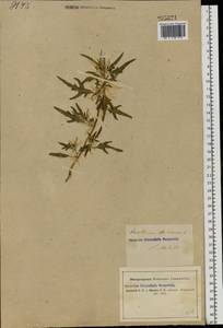 Xanthium spinosum L., Eastern Europe, South Ukrainian region (E12) (Ukraine)