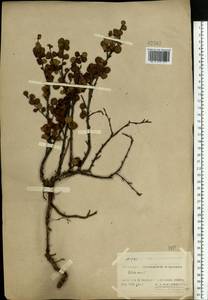 Betula nana L., Eastern Europe, Northern region (E1) (Russia)