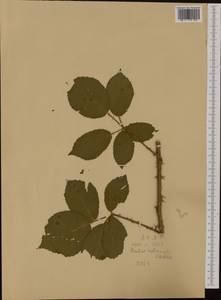Rubus gracilis J. Presl & C. Presl, Western Europe (EUR) (Czech Republic)