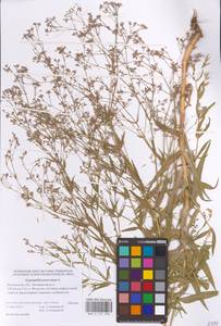 Gypsophila paniculata L., Eastern Europe, Rostov Oblast (E12a) (Russia)