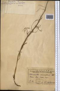 Chondrilla pauciflora Ledeb., Middle Asia, Syr-Darian deserts & Kyzylkum (M7) (Kazakhstan)