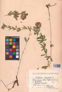 Trifolium lupinaster L., Eastern Europe, Eastern region (E10) (Russia)