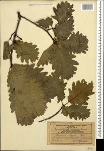 Quercus petraea subsp. polycarpa (Schur) Soó, Caucasus, Azerbaijan (K6) (Azerbaijan)