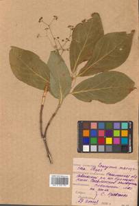 Euonymus macropterus Rupr., Siberia, Russian Far East (S6) (Russia)