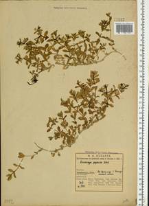 Honckenya peploides (L.) Ehrh., Eastern Europe, Northern region (E1) (Russia)