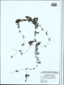 Ceratophyllum demersum L., Eastern Europe, Central region (E4) (Russia)