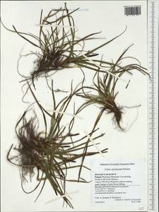 Carex ericetorum Pollich, Western Europe (EUR) (Poland)