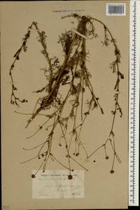 Tripleurospermum disciforme (C. A. Mey.) Sch. Bip., South Asia, South Asia (Asia outside ex-Soviet states and Mongolia) (ASIA) (Iran)
