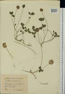 Trifolium fragiferum L., Eastern Europe, South Ukrainian region (E12) (Ukraine)