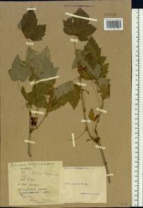 Ribes nigrum L., Siberia, Altai & Sayany Mountains (S2) (Russia)