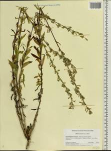 Silene tatarica (L.) Pers., Eastern Europe, Central region (E4) (Russia)