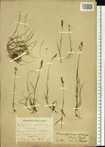 Paracolpodium altaicum (Trin.) Tzvelev, Siberia, Altai & Sayany Mountains (S2) (Russia)