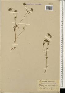 Asperula arvensis L., Caucasus, Georgia (K4) (Georgia)